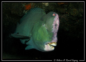 Bolbometopon muricatum by Raoul Caprez 